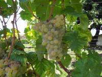 Trebbiano verde b.