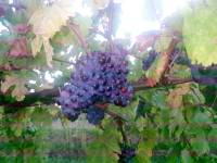 Capolongo rosso n.