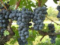Raspato (Ulivello nero n.)