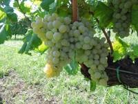 Greco bianco b.