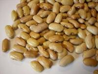 Gentile di Labro