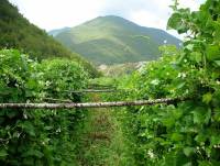 Fagiolone di Vallepietra