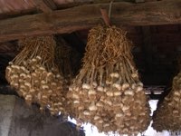 Aglio rosso di Castelliri