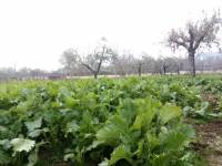 Broccoletto di Castelliri