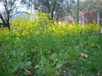 Rapa Catalogna di Roccasecca