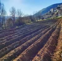 Azienda agricola Marsella Luigi
