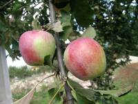 Mela Rosa di Alatri