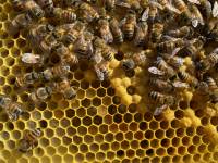 Ape mellifera ligustica