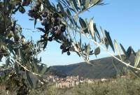 I Colli
