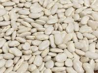 Cannellino di Atina