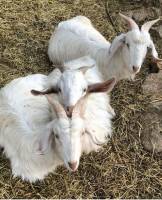Azienda agricola Ruggieri Felice