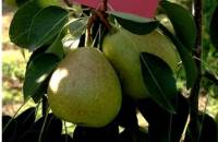 Castrese