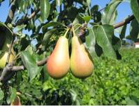 Cocozzola