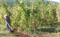Azienda agricola Arsoli di Luigi De Santis