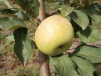 Gialla di Soriano