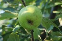 Verdonica