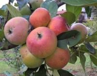 Spugnaccia