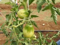 Pomodoro da secca di Minturno