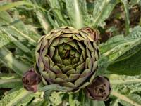 Carciofo Ortano