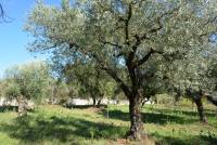 Sbuciasacchi