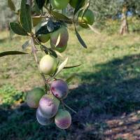 Olivone di Viterbo