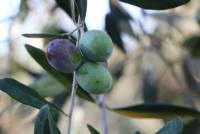 Roscetta gagliarda