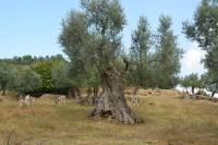 Primutica