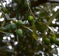 Mennonia
