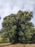 Livone di Cori