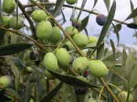 Gliva Fuggia