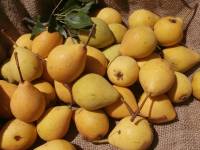 Spadona Ciociara