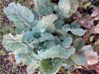 Broccoletto di Priverno
