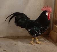 Pollo Ancona