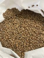 Lenticchia di Rascino