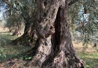 Salviana o Fecciara