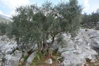 Vallecorsana