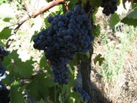 Canaiolo nero n.