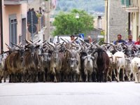 Grigia Ciociara